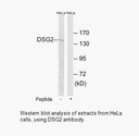 Product image for DSG2 Antibody