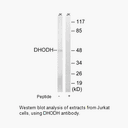 Product image for DHODH Antibody