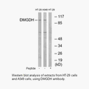 Product image for DMGDH Antibody