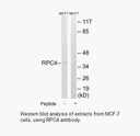 Product image for RPC4 Antibody