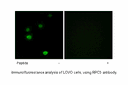 Product image for RPC5 Antibody