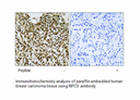 Product image for RPC5 Antibody