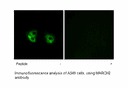 Product image for MARCH2 Antibody