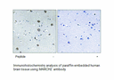 Product image for MARCH2 Antibody