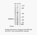 Product image for MARCH3 Antibody