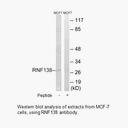 Product image for RNF138 Antibody