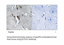 Product image for ELOVL5 Antibody