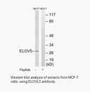 Product image for ELOVL5 Antibody