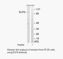 Product image for ELP2 Antibody