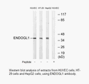 Product image for ENDOGL1 Antibody