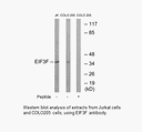 Product image for EIF3F Antibody