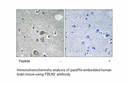 Product image for FBLN2 Antibody