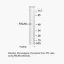 Product image for FBLN5 Antibody