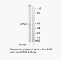 Product image for CXG2 Antibody