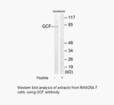 Product image for GCF Antibody