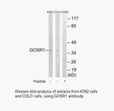 Product image for GOSR1 Antibody