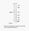 Product image for GDF7 Antibody