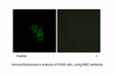 Product image for RAD Antibody