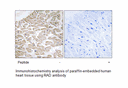 Product image for RAD Antibody