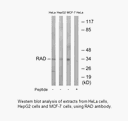 Product image for RAD Antibody