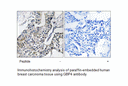 Product image for GBP4 Antibody