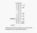 Product image for HOXA6 Antibody