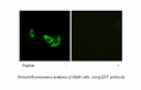 Product image for DCT Antibody