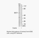 Product image for DCT Antibody