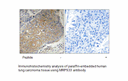 Product image for MRPS33 Antibody