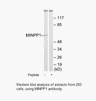 Product image for MINPP1 Antibody