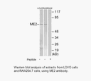 Product image for ME2 Antibody