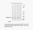 Product image for NDUFA8 Antibody