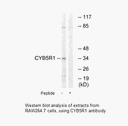 Product image for CYB5R1 Antibody