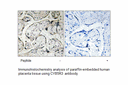 Product image for CYB5R3 Antibody