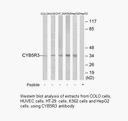 Product image for CYB5R3 Antibody