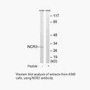 Product image for NCR3 Antibody