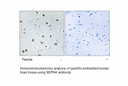 Product image for NXPH4 Antibody