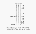 Product image for NXPH4 Antibody