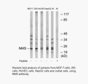 Product image for NMS Antibody