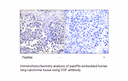 Product image for VGF Antibody