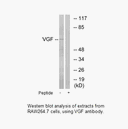 Product image for VGF Antibody