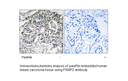 Product image for PXMP2 Antibody