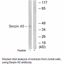 Product image for Serpin A5 Antibody