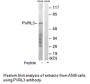 Product image for PVRL3 Antibody