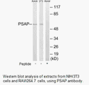 Product image for PSAP Antibody