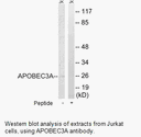 Product image for APOBEC3A Antibody