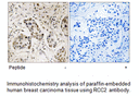 Product image for RCC2 Antibody