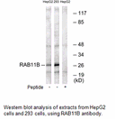 Product image for RAB11B Antibody