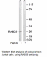 Product image for RAB38 Antibody