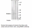 Product image for RAB5C Antibody